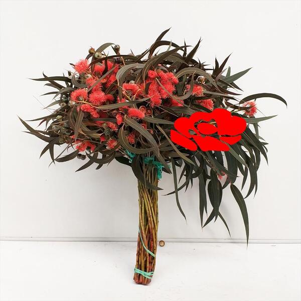 EUCALIPTO FLORIT VERMELL