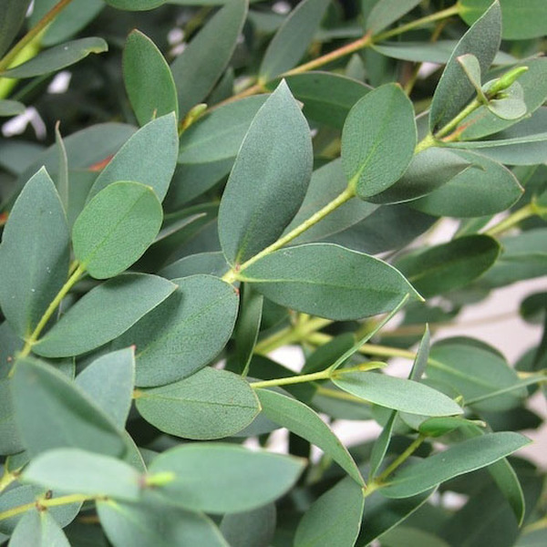 EUCALIPTO PARVIFOLIA ( FULLA PETITA )