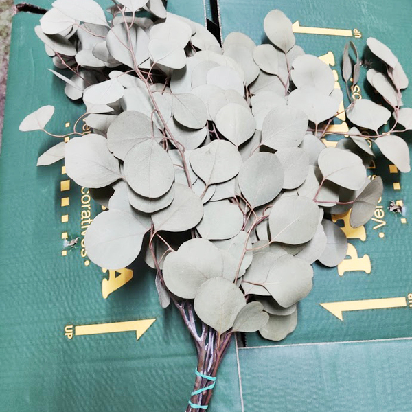 F/SECA EUCALIPTO POPULUS SEC SENSE FRUITS