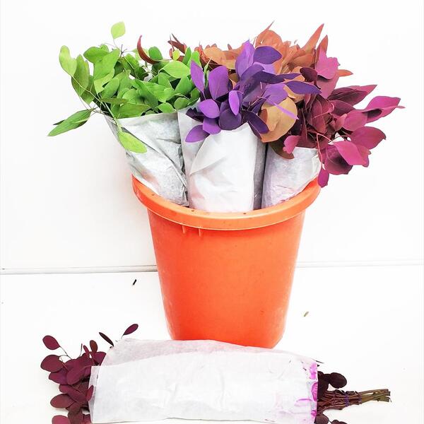 EUCALIPTO POPULUS PINTAT