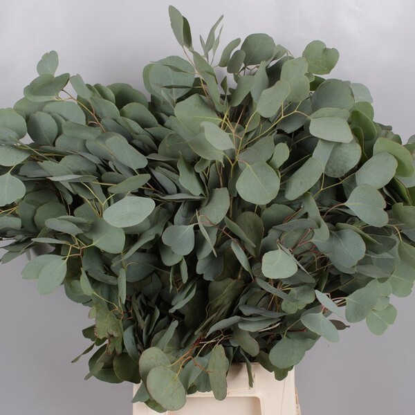 EUCALIPTO POPULUS SENSE FRUITS