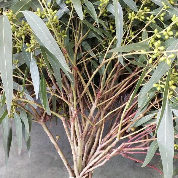 EUCALIPTO VERD LLARG BOLETES