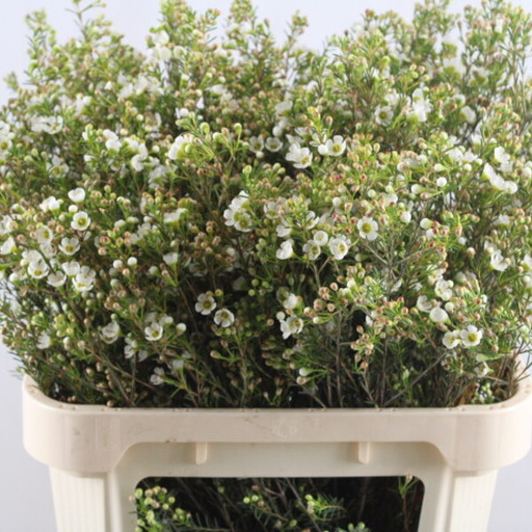 FLOR DE CERA *CRYSTAL PEARL* 80CM