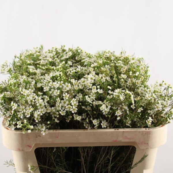 FLOR DE CERA *DENMARK PEARL* 70CM
