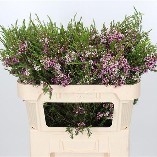 FLOR DE CERA ROSA NIKI 70CM
