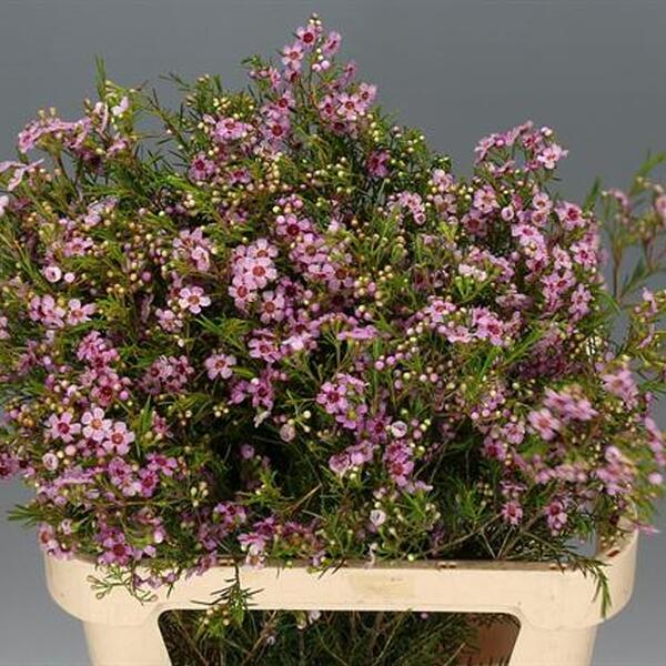 FLOR DE CERA *RASPER RIPPLE* 80CM