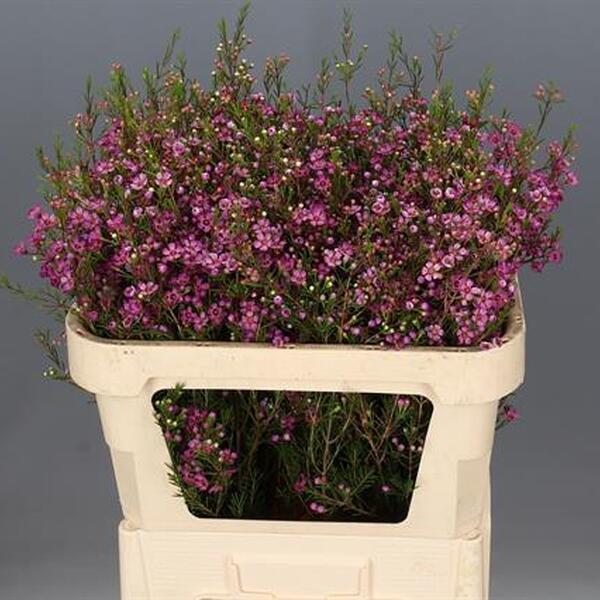 FLOR DE CERA *ROTEM* 70CM