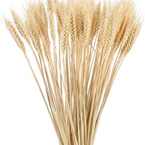 ESPIGA SECA RASPA BLANC 400gr. (80/90 aprox)