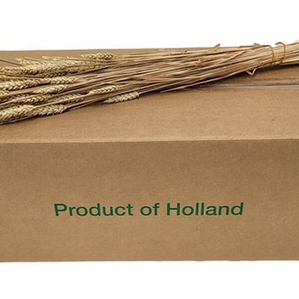 ESPIGA SECA TRITICUM (SENSE BIGOTI)