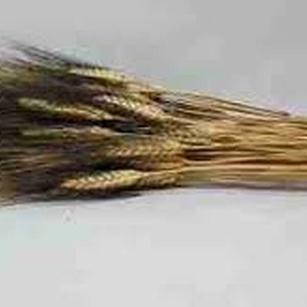 ESPIGA SECA RASPA NEGRE 100/u.