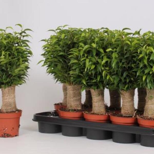 PL. FICUS BENJAMINA T12CM 35CM
