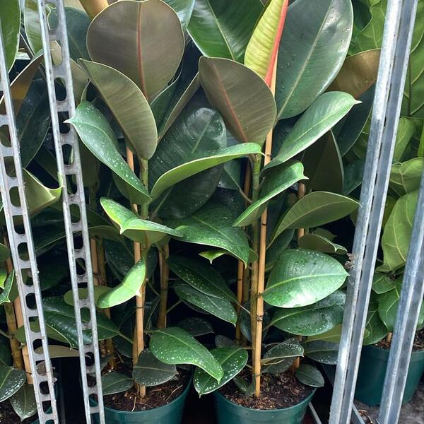 FICUS ELASTICA ROBUSTA C 26