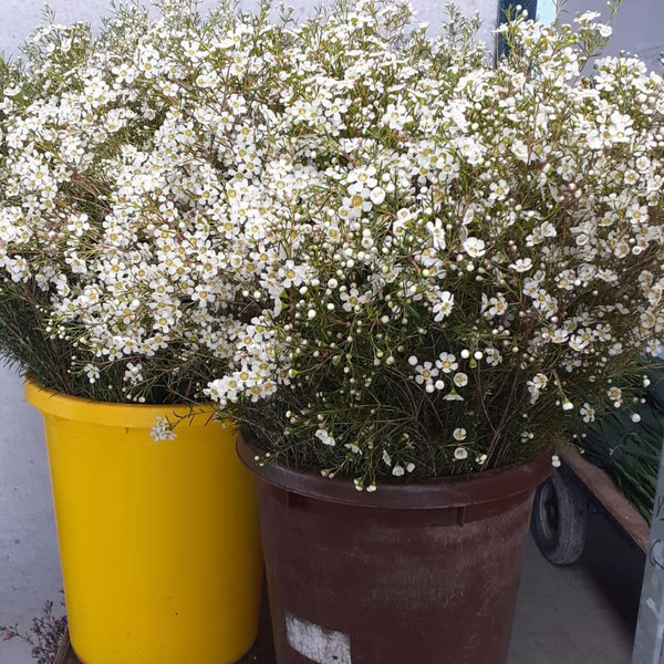 FLOR DE CERA BLANC OBERTA NACIONAL