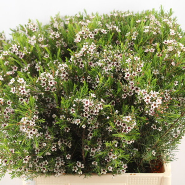 FLOR DE CERA BLANC OBERTA NAC.