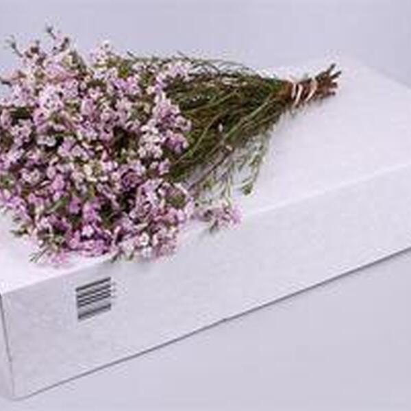 FLOR DE CERA *DANCING QUEEN* 70CM