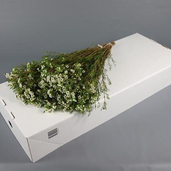 FLOR DE CERA *DANCING QUEEN WHITE* 60CM