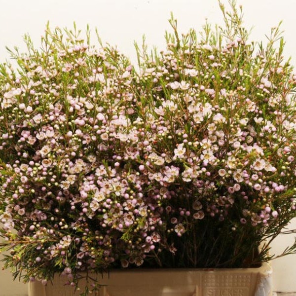 FLOR DE CERA *EARLY NIR* 70CM