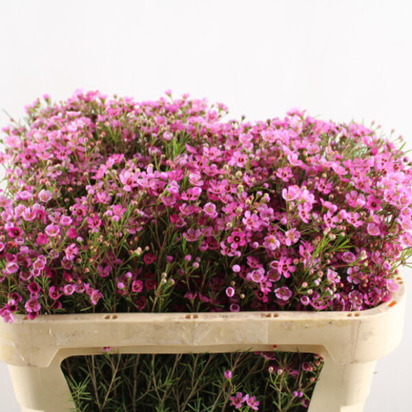 FLOR DE CERA *EDEN* 70CM