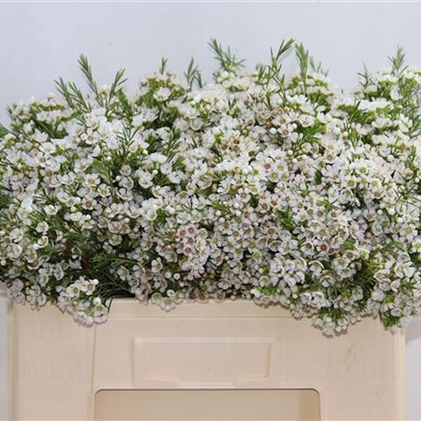 FLOR DE CERA *EVE* 60CM