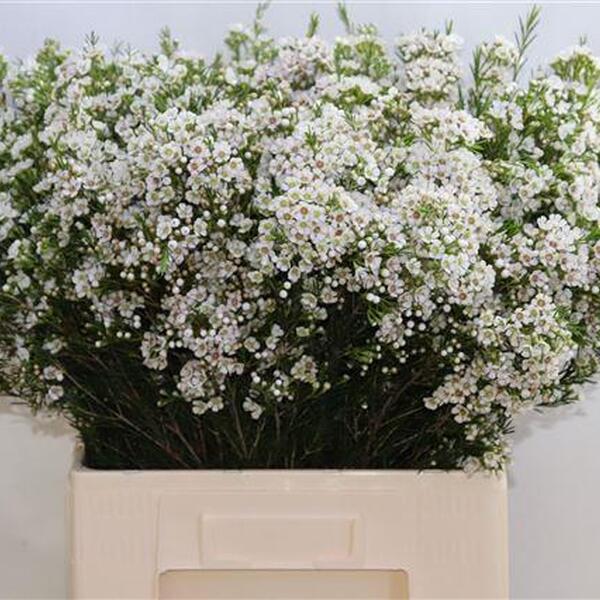 FLOR DE CERA *EVE* 70CM