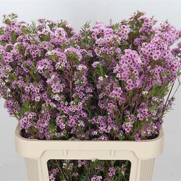 FLOR DE CERA *GISELLE* 70CM