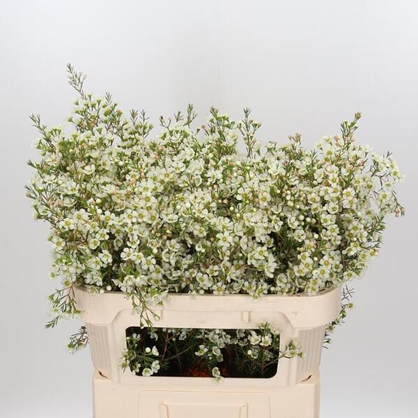 FLOR DE CERA IVORY PEARL 70CM