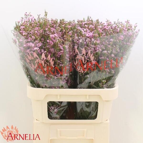 FLOR DE CERA *KERRYN* 80CM