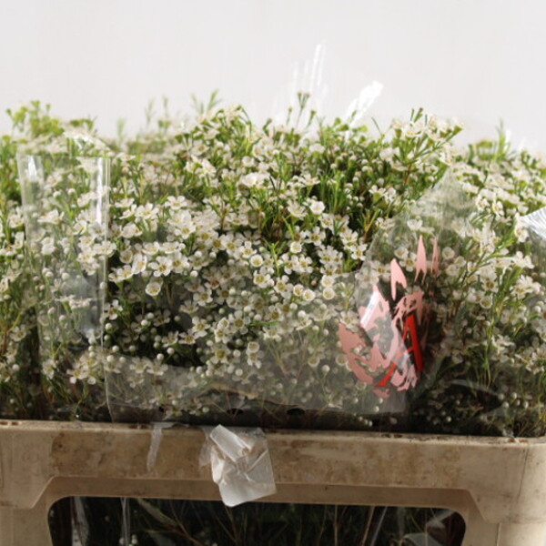 FLOR DE CERA *PEARL BRUTTO* 70CM