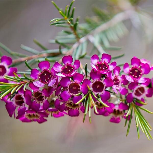 FLOR DE CERA *PURPLE PRIDE* 70CM