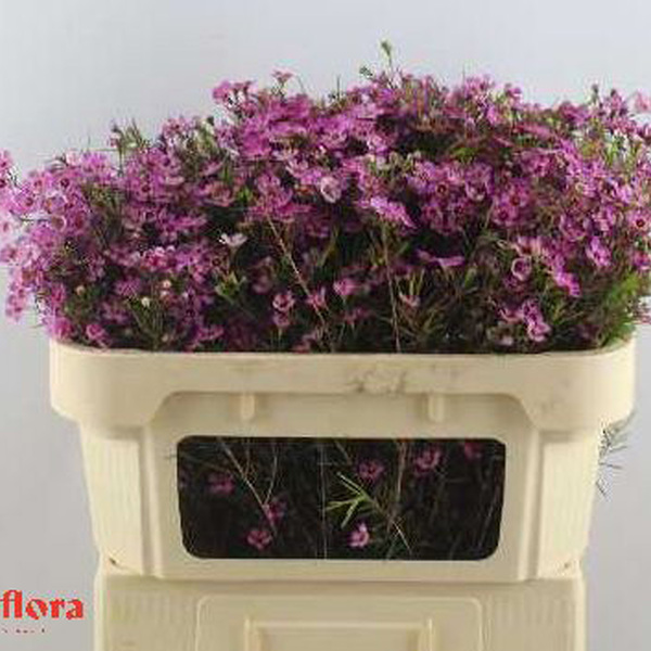 FLOR DE CERA *SEXY MUSTERIOUS* 70CM