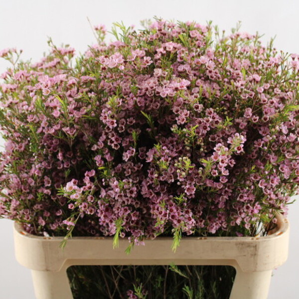 FLOR DE CERA *WENDY ROSE* 80CM
