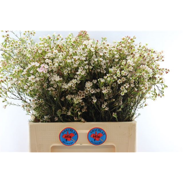 FLOR DE CERA *BLONDIE* 60CM