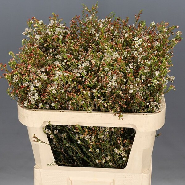 FLOR DE CERA *BLONDIE* 80CM