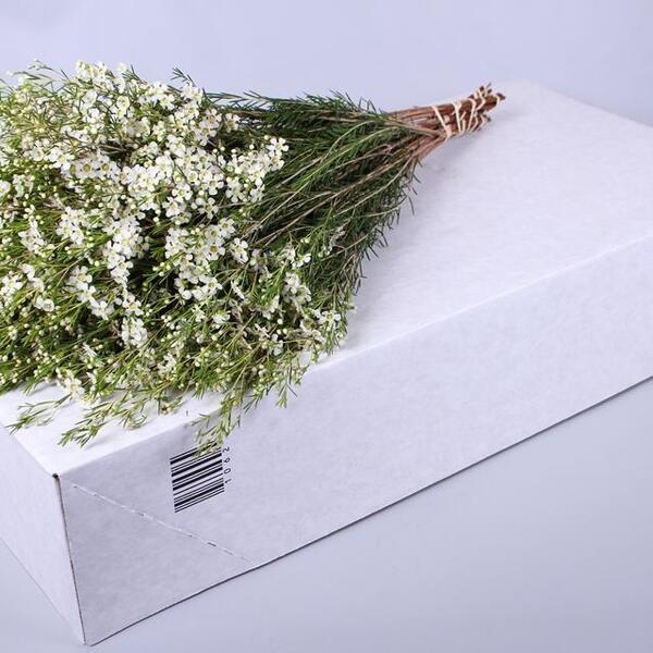 FLOR DE CERA *OFIR* 60CM