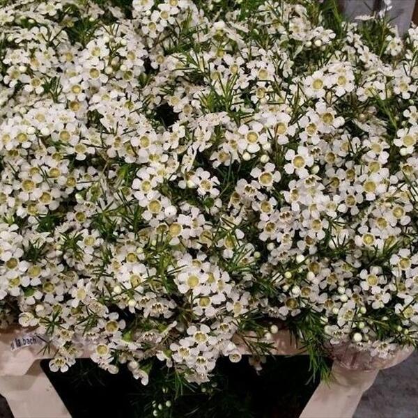 FLOR DE CERA *OFIR* 80CM