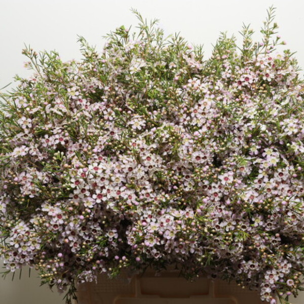 FLOR DE CERA *ORCHID* 70CM