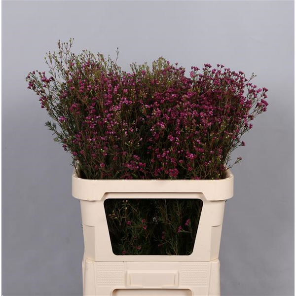 FLOR DE CERA *PURPLE PRIDE* 80CM