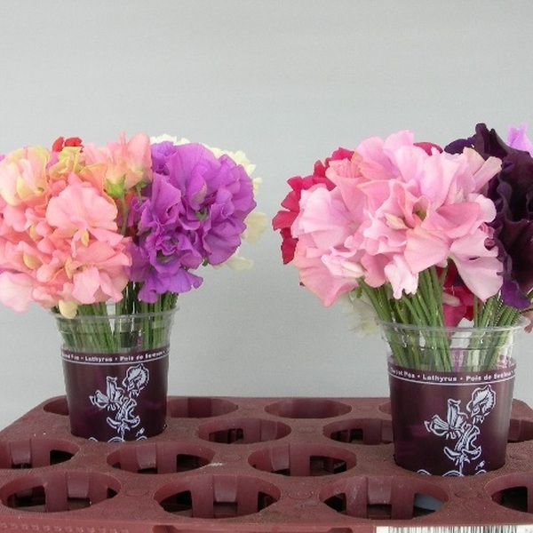 FLOR DE PESOL MIX 35CM