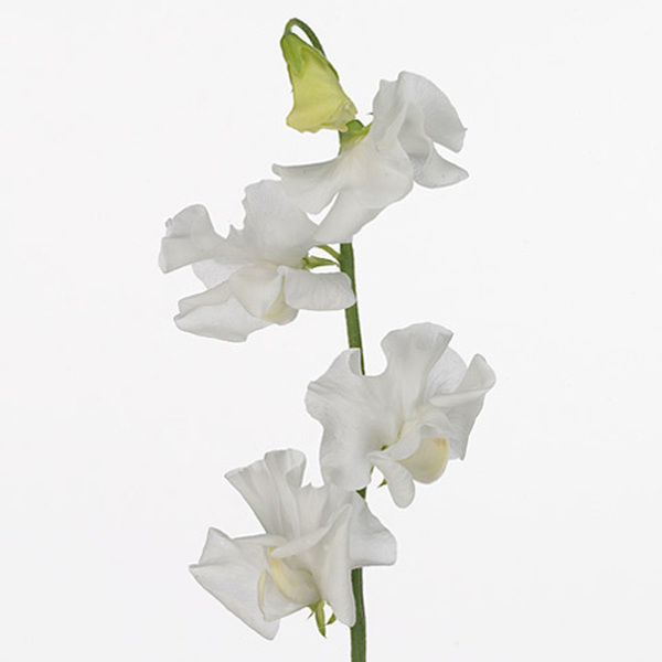 FLOR DE PESOL *WINTER SUNSHINE WHITE*