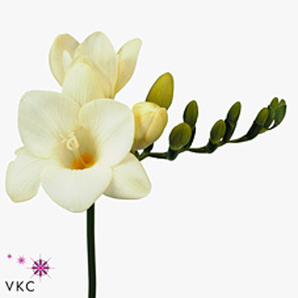 FRESIA BLANC *AMBASSADOR*