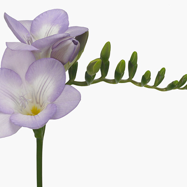 FRESIA IMP. LILA BOHEMIAN