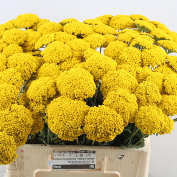 ACHILEA GROC 60CM