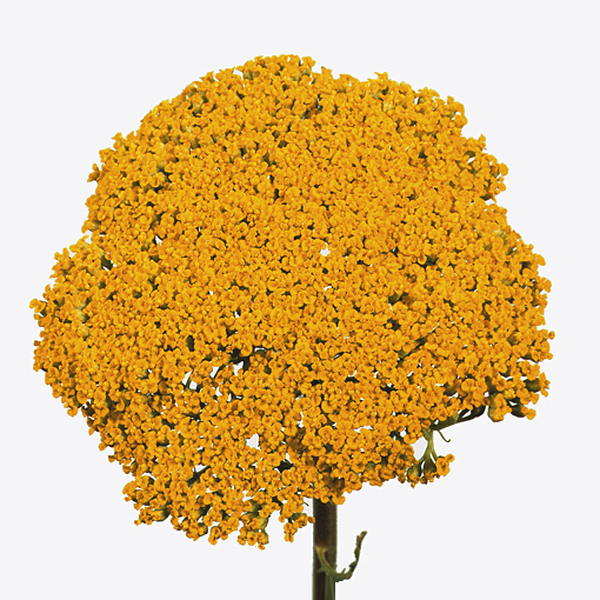 ACHILEA GROC 70CM