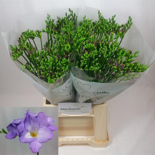 FRESIA LILA *INDIGO BEACH*