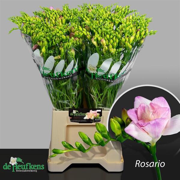 FRESIA ROSA IMP.