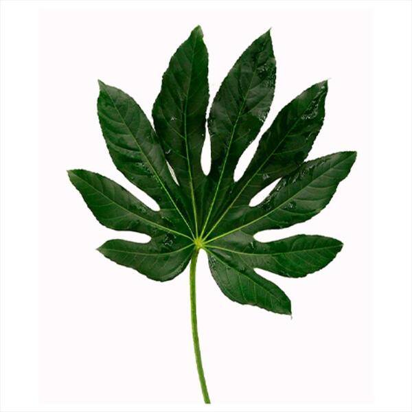 FULLA ARALIA MITJANA