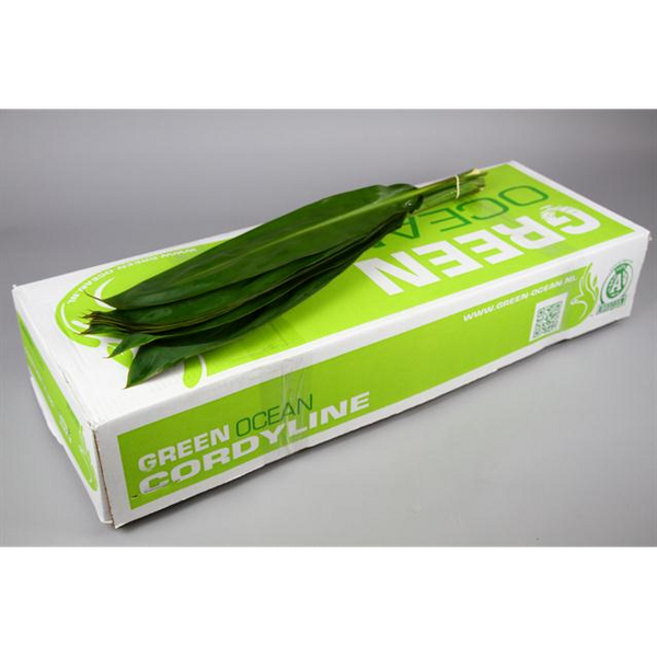 FULLA CORDELINI VERD