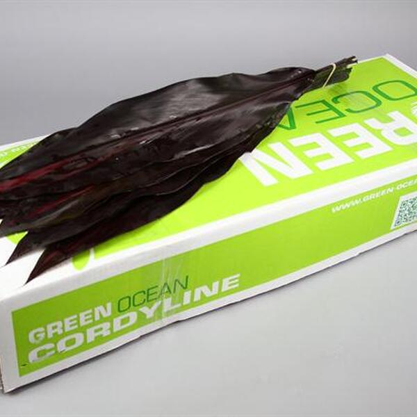 FULLA CORDELINI NEGRE