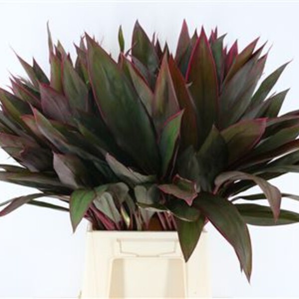 FULLA CORDELINI RED