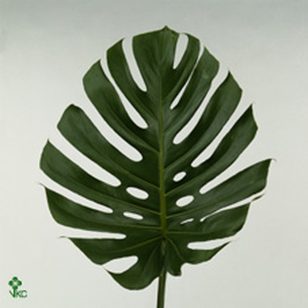 FULLA FILODENDRO GRAN X 5 TALLS